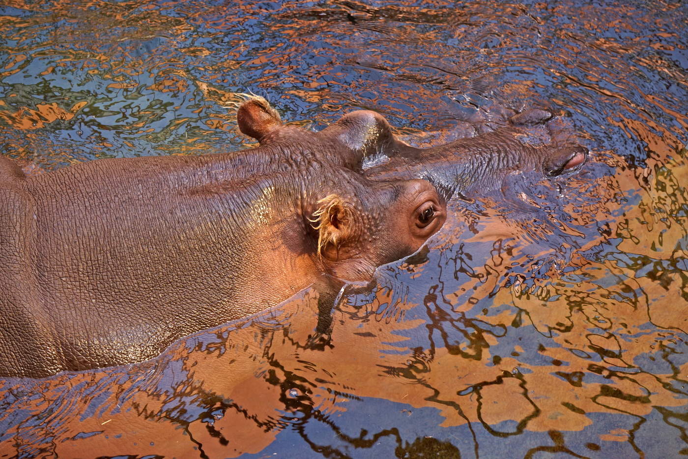 Вот бегемот...