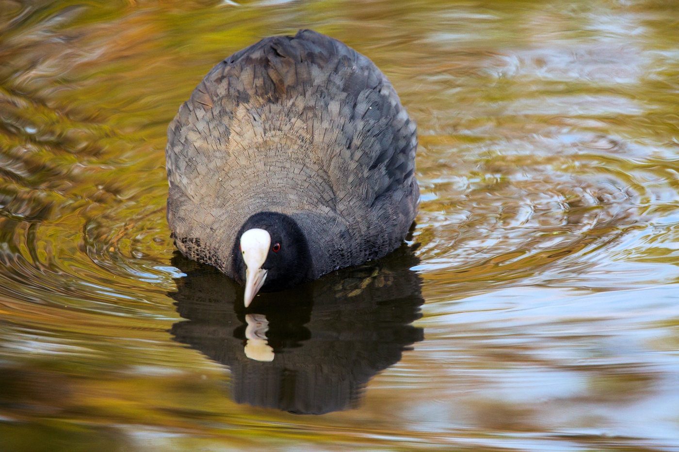 Чем не шарик
