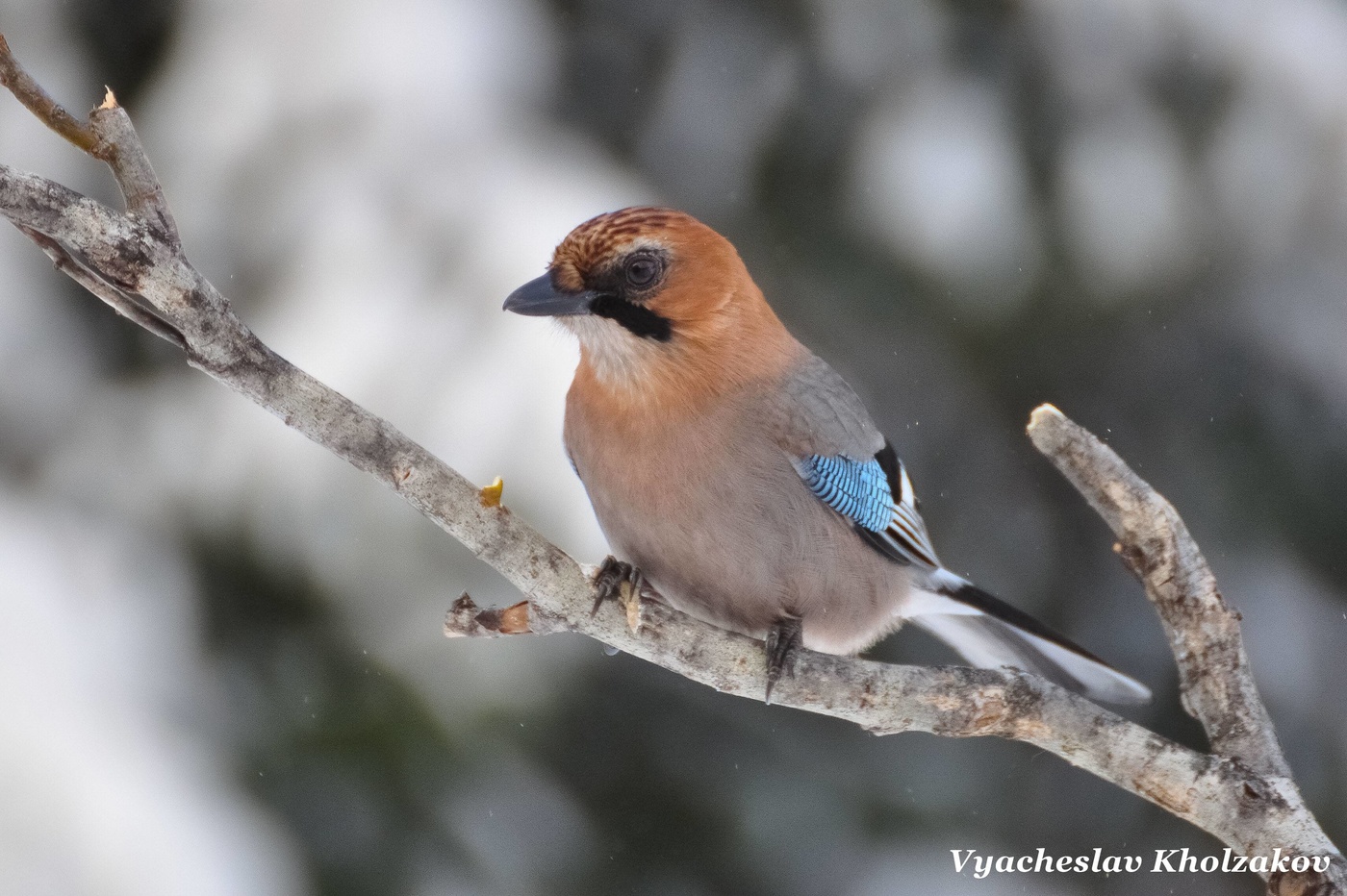 Сойка зимой