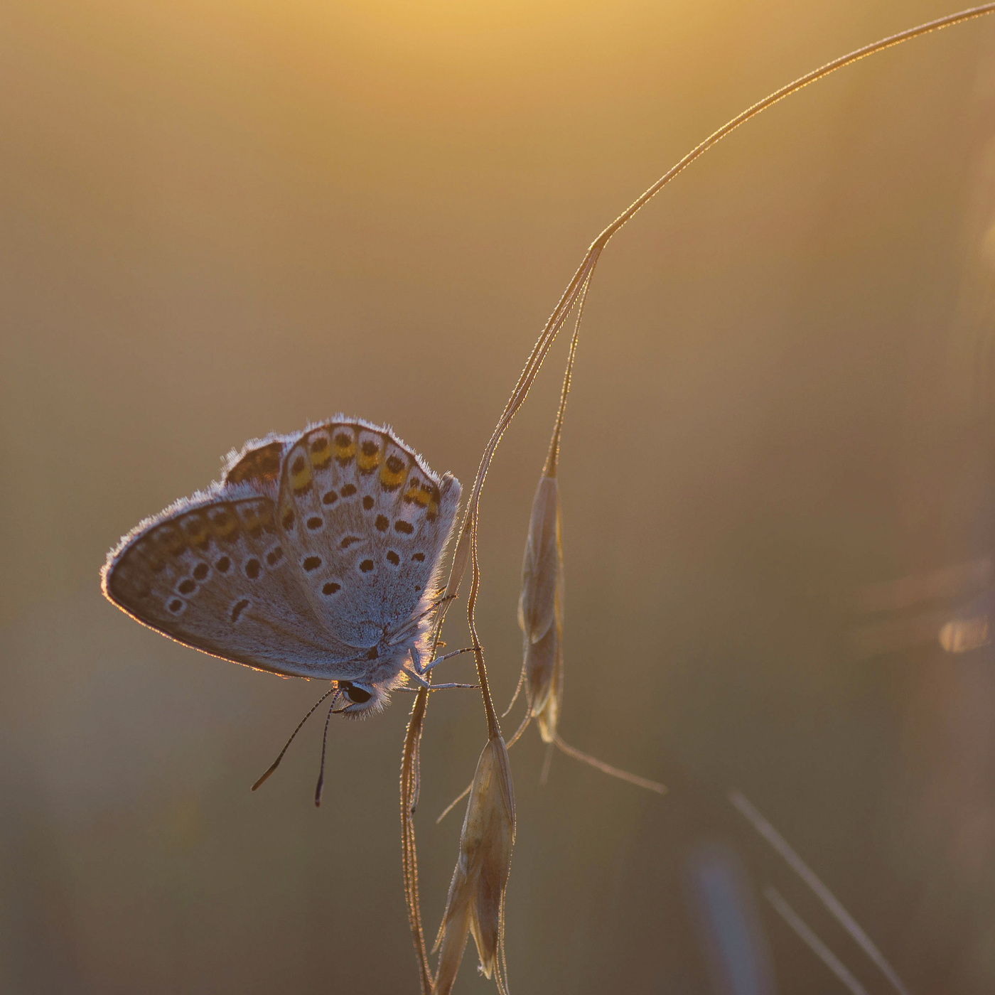 В закатном солнце
