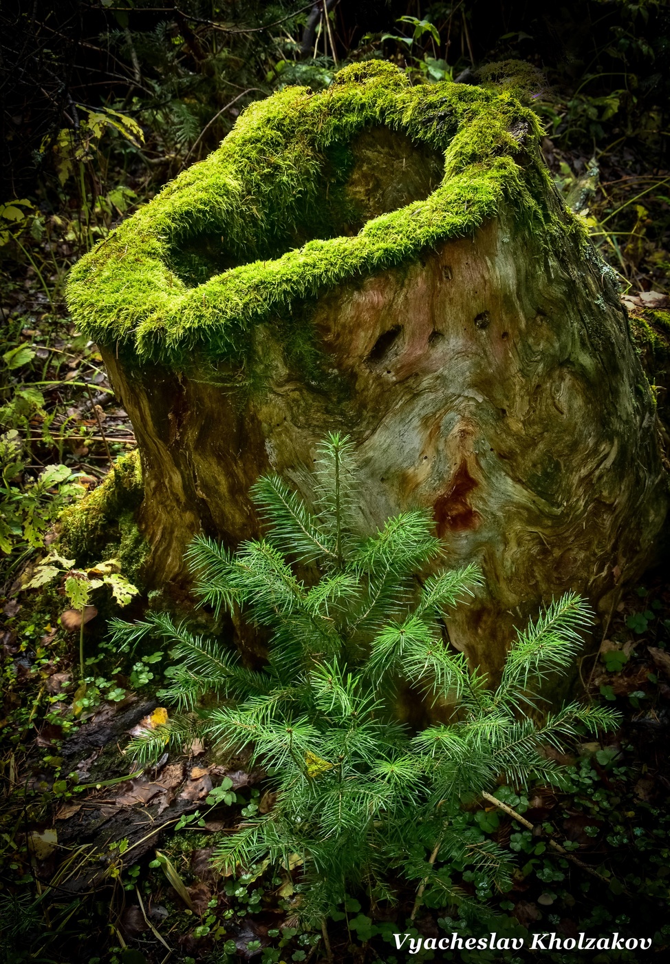 Сбережение