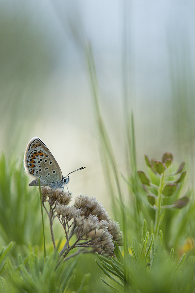 Про бабочку