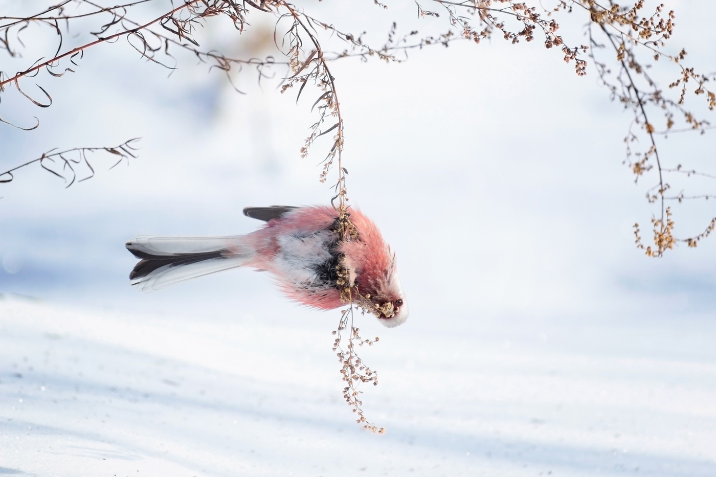 "Эквилибрист"