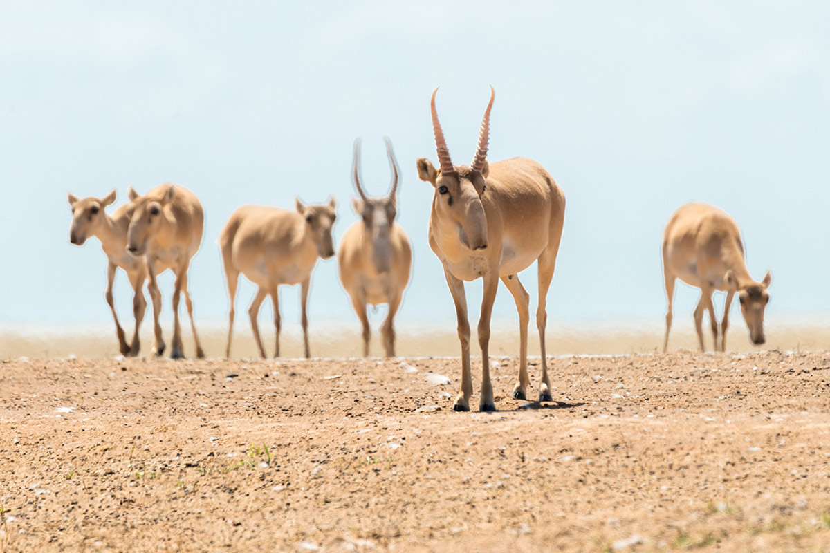Обитатели полупустыни