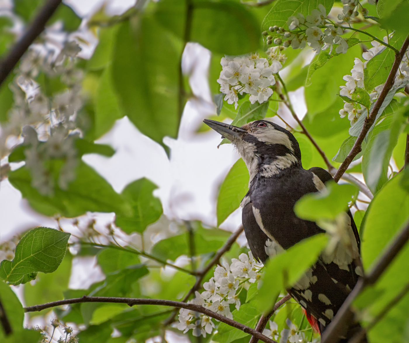 охотник на ос, пчёл, шмелей..