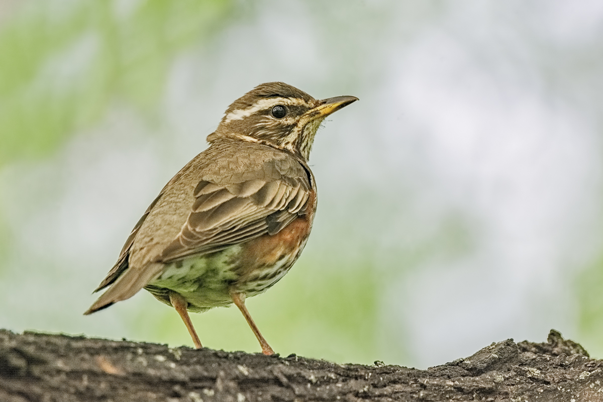 Белобровик.