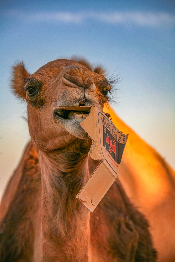 Голод - не тётка, ...