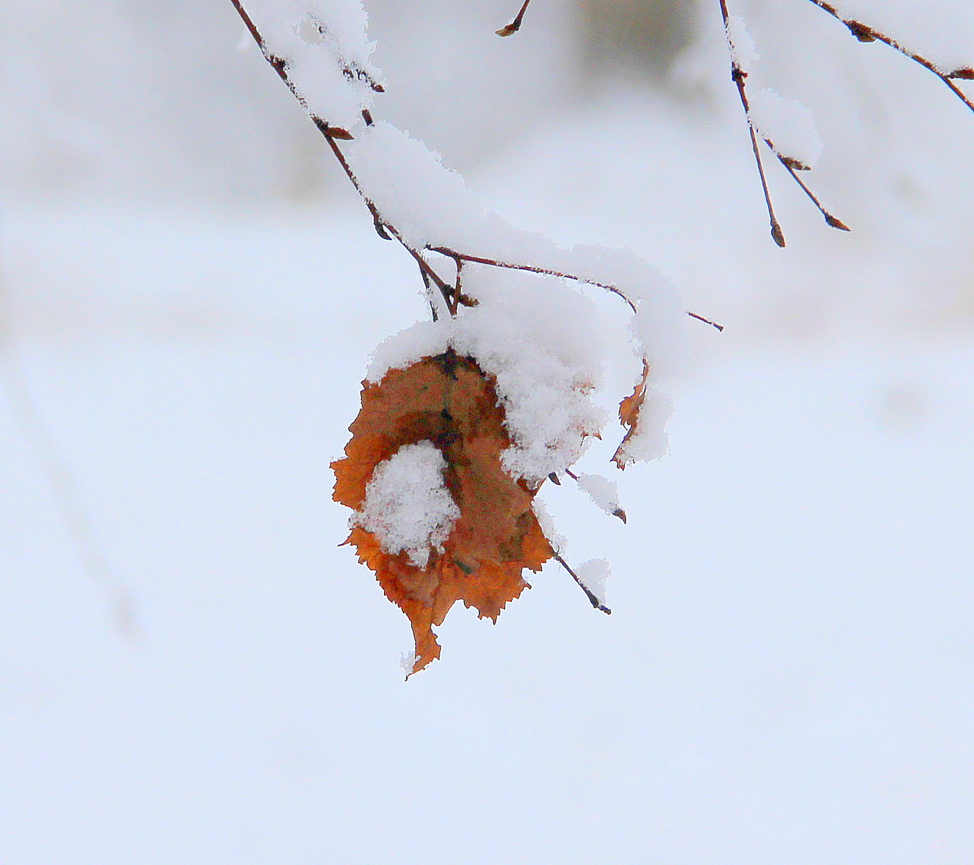 Зимние настроение.