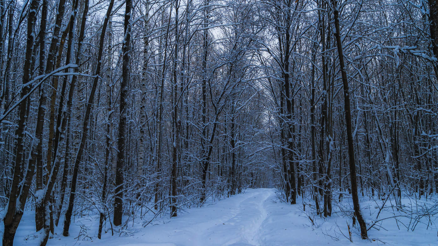 Синий вечер, дорога и снег.
