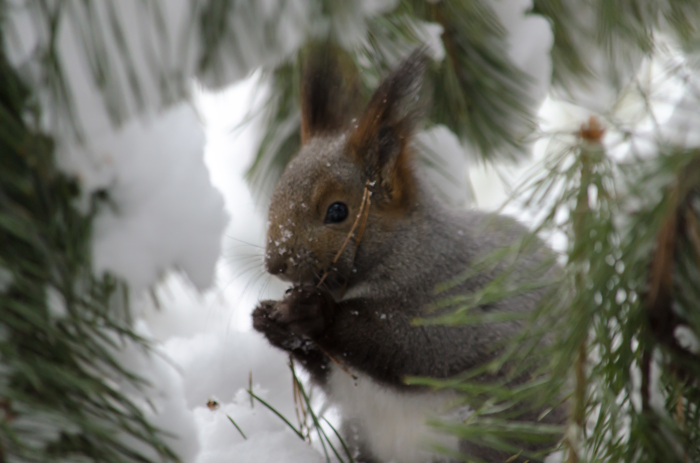 Белочка спрятолась.