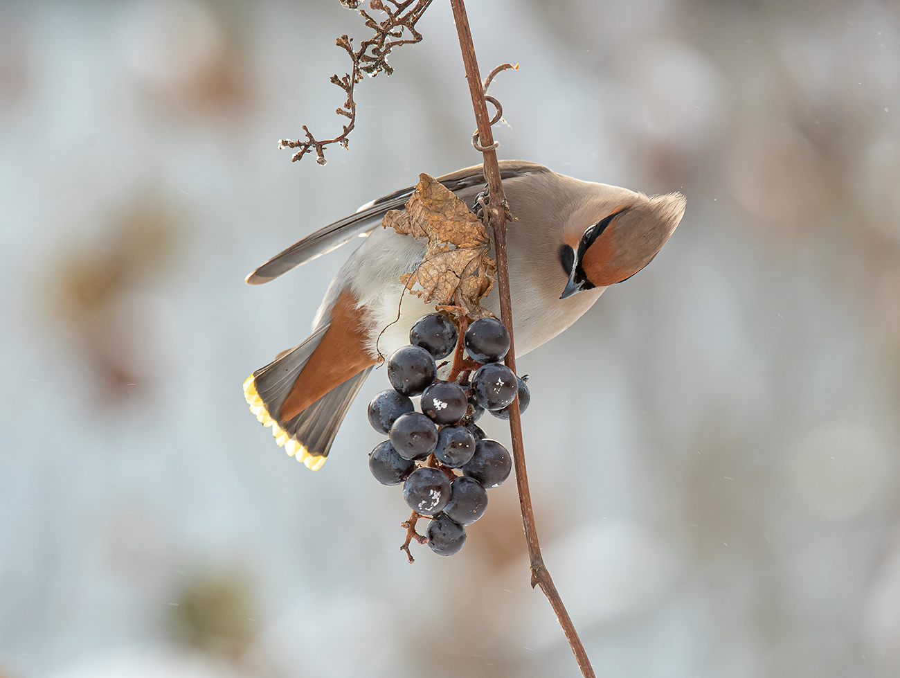 Ну и как это съесть?