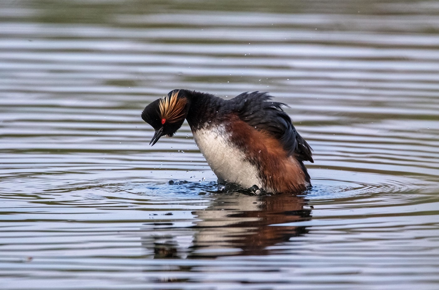 Черношейная поганка