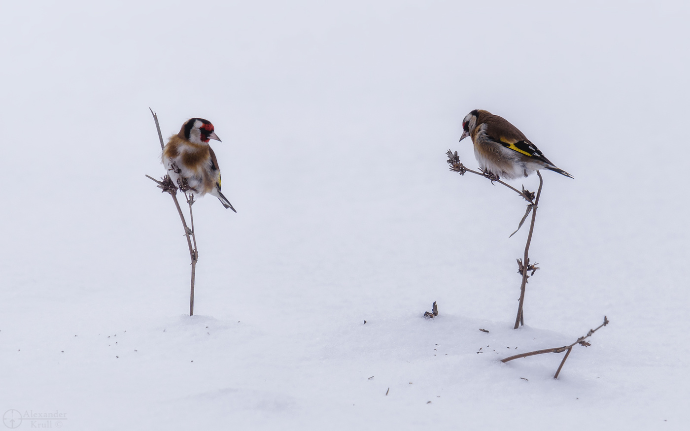 И скуден зимний наш обед...