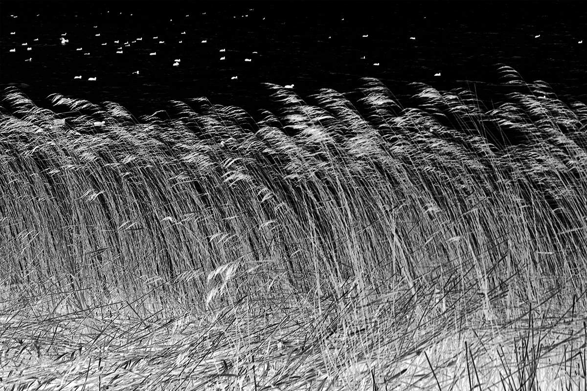 Утки на зимнем озере