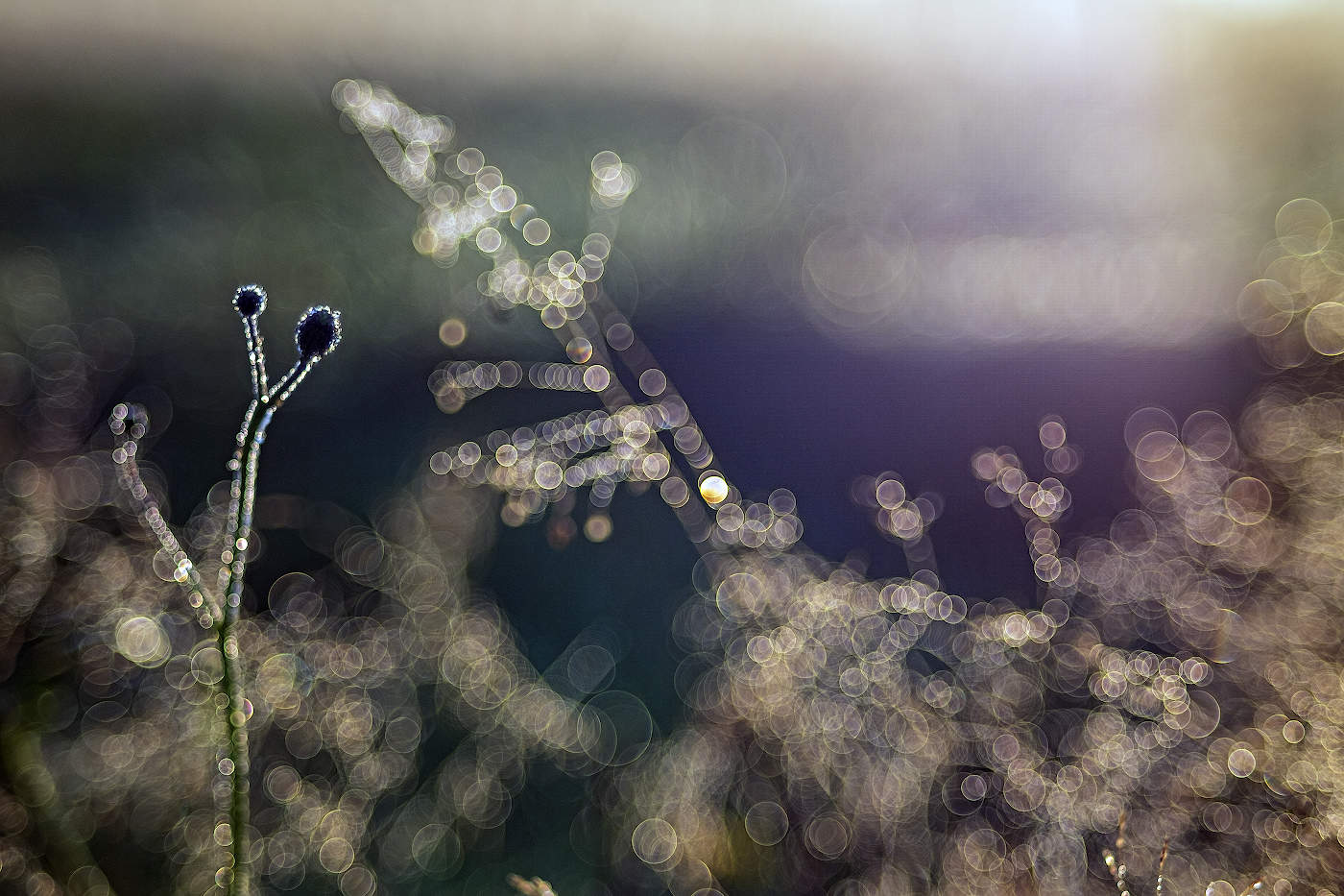 Осенний хрусталь