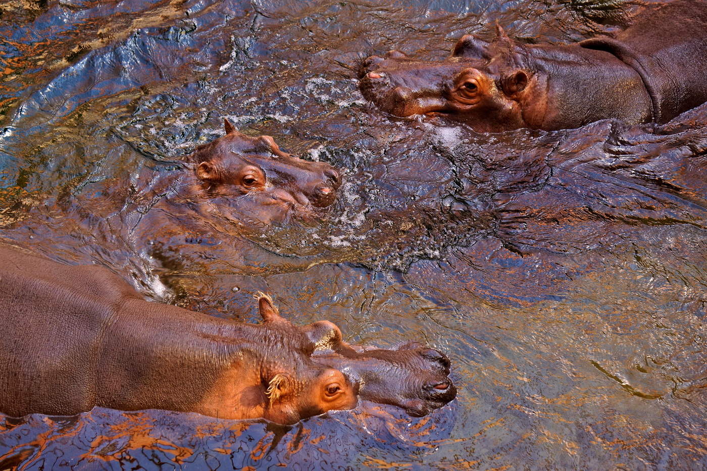 Загадочный бегемот