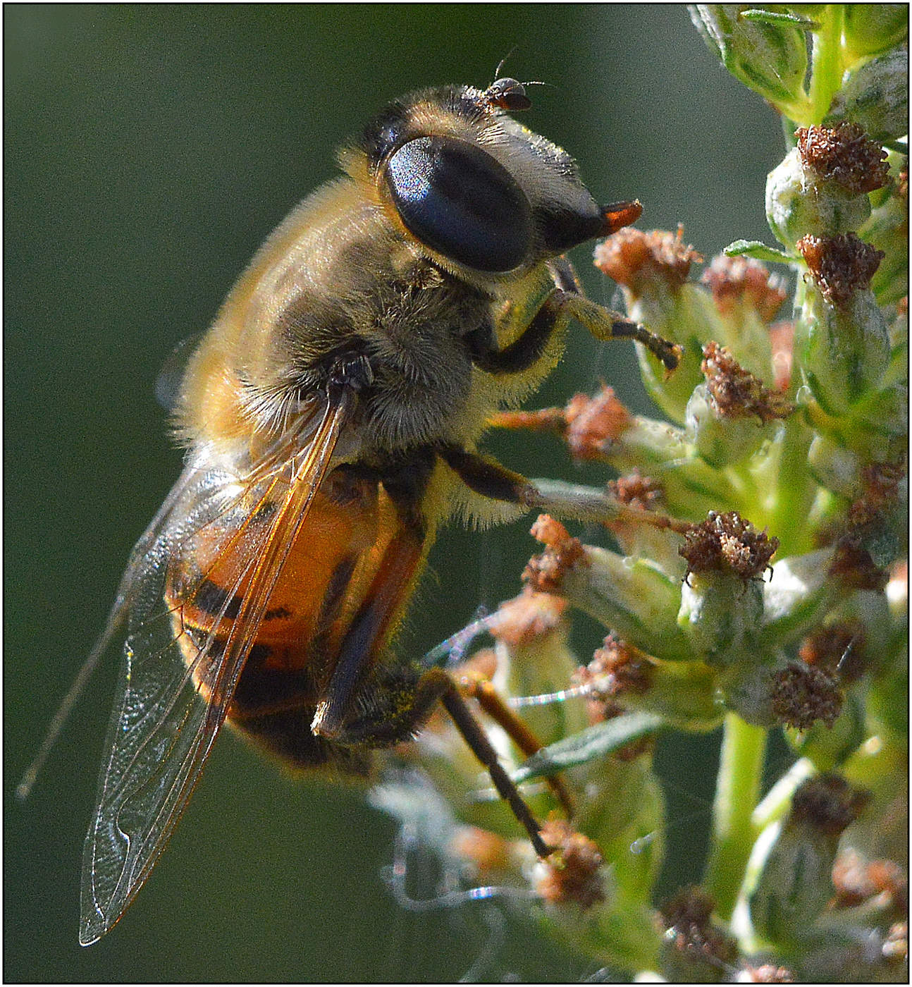 Вдыхая аромат полей.