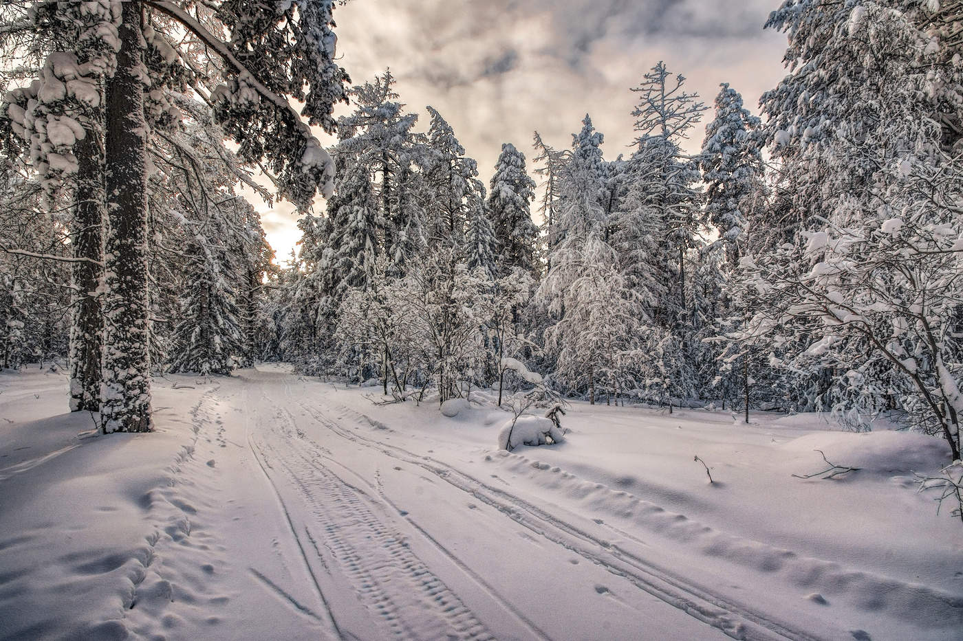 Замороженный лес