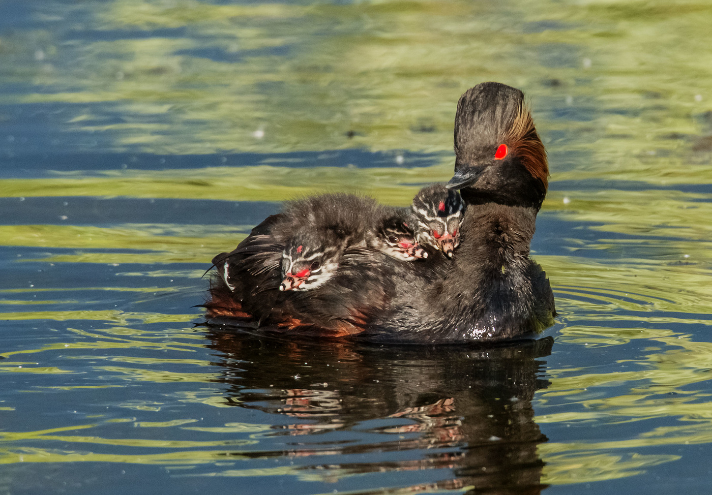 Маленькие пассажиры(черношейные поганки)
