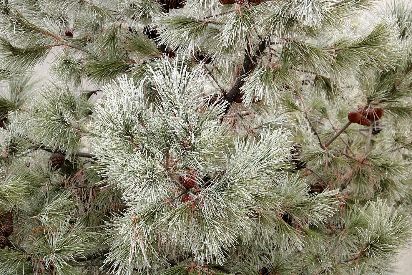 Сосна заиндевелая