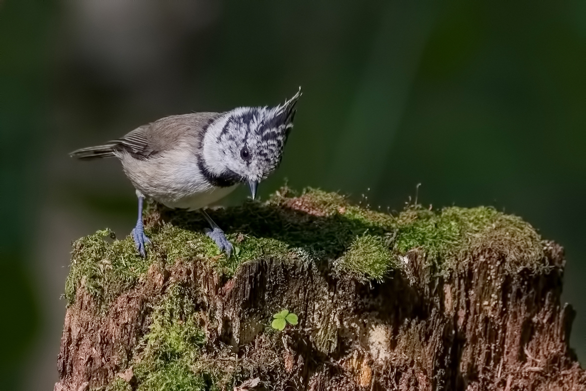 Гренадёрка.