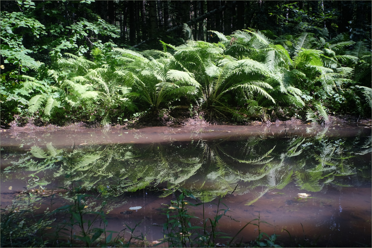 Чебурашка в тропическом лесу