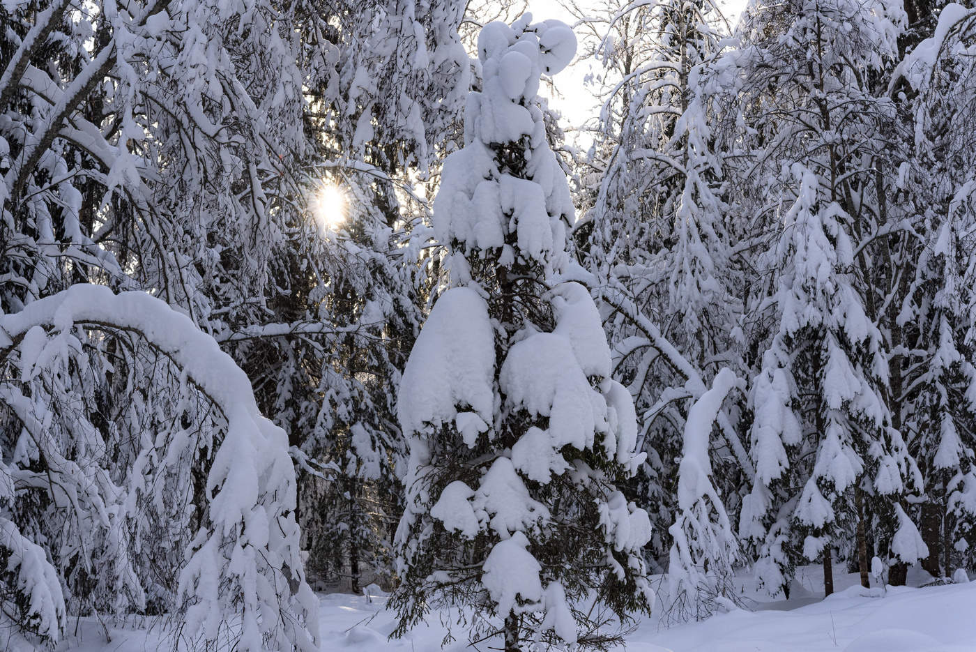 Морозный день