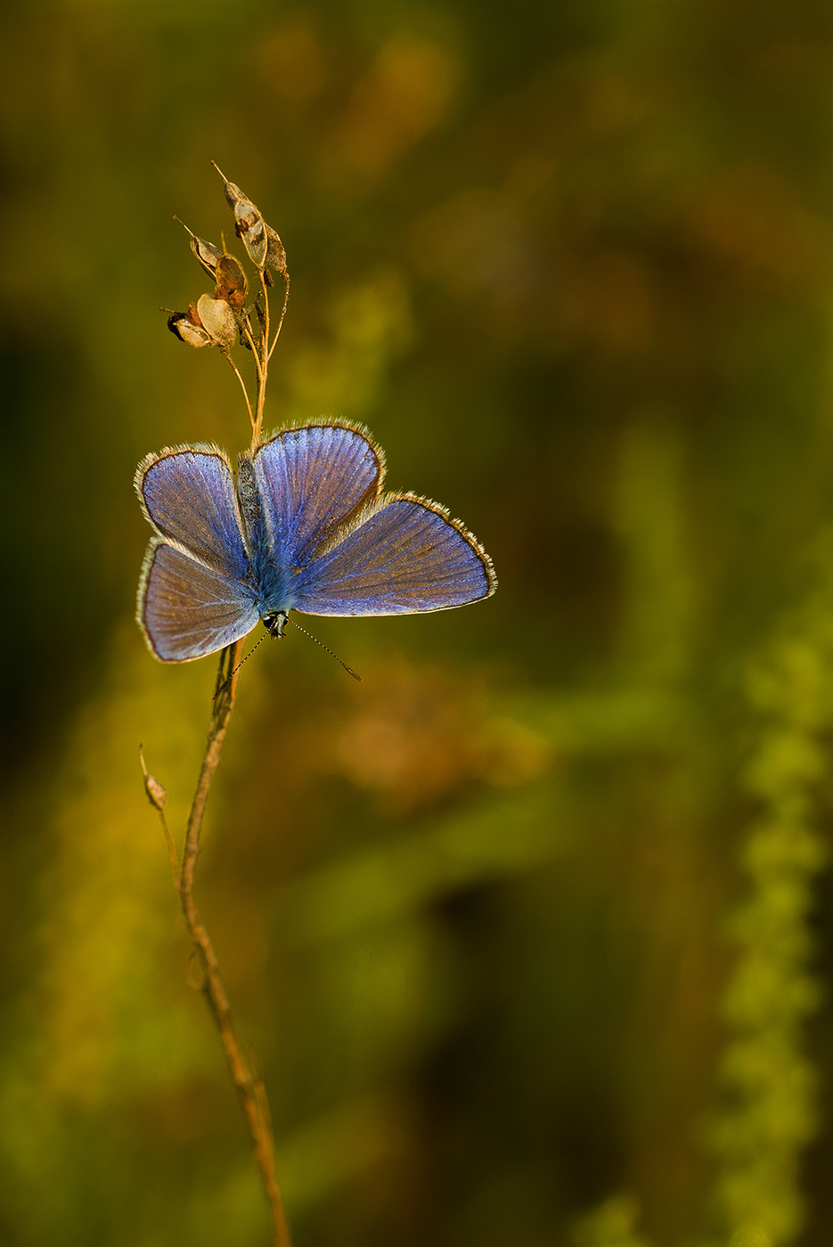 Осенний свет...