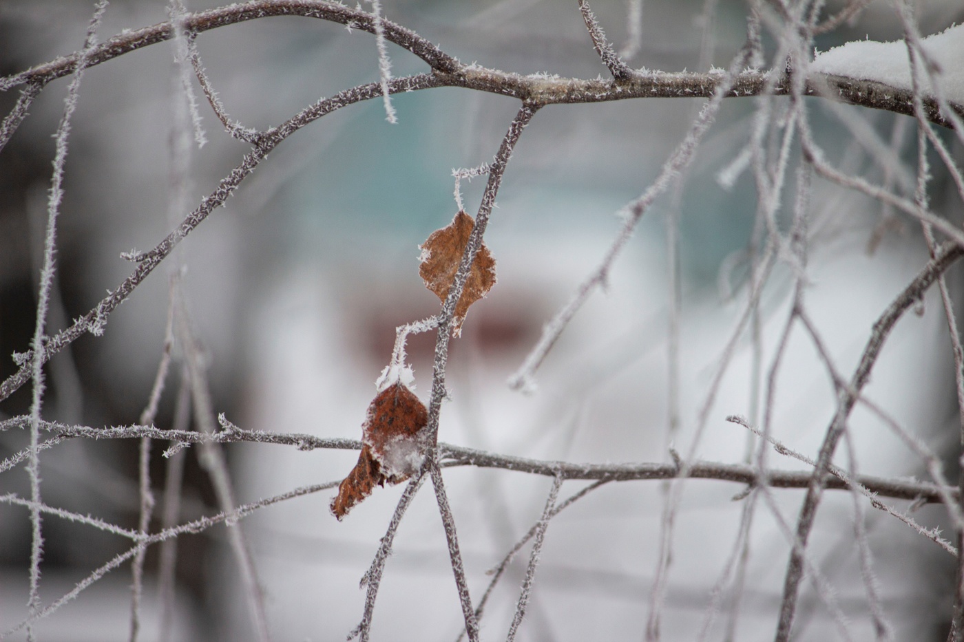 В зимнем плену