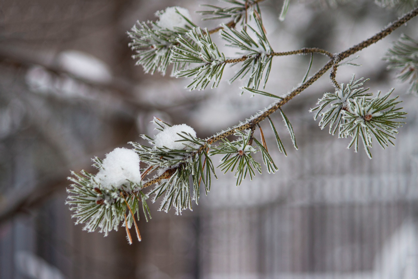 Сосна заиндевелая
