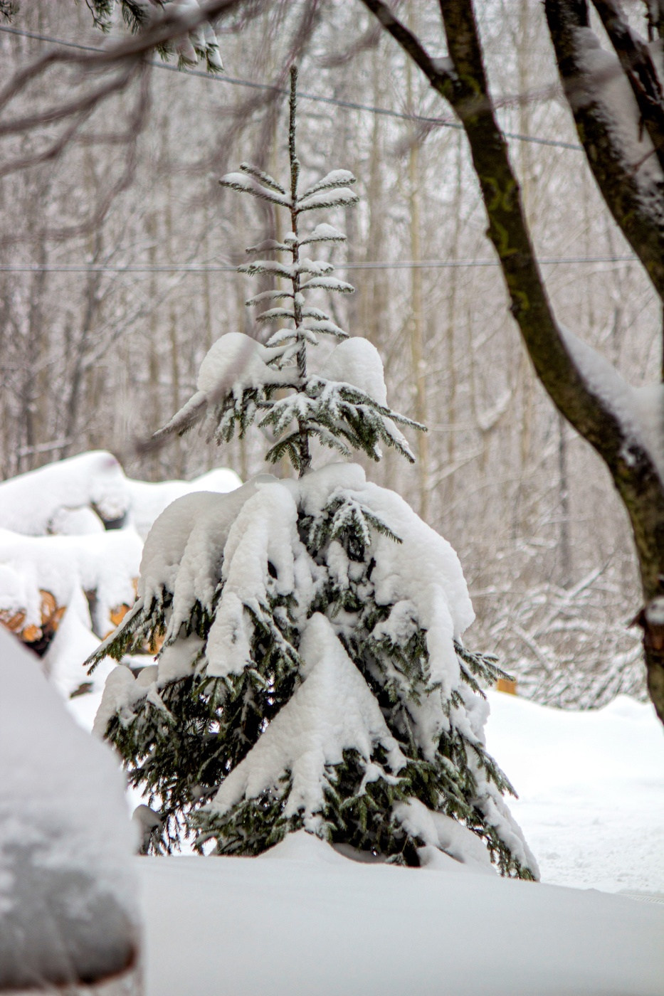 Маленькая елочка
