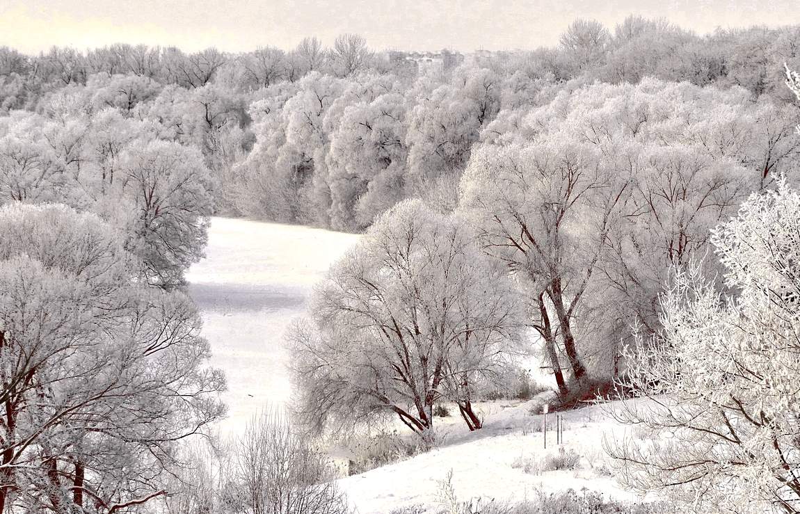 Как яблони в цвету, покрыты инеем деревья