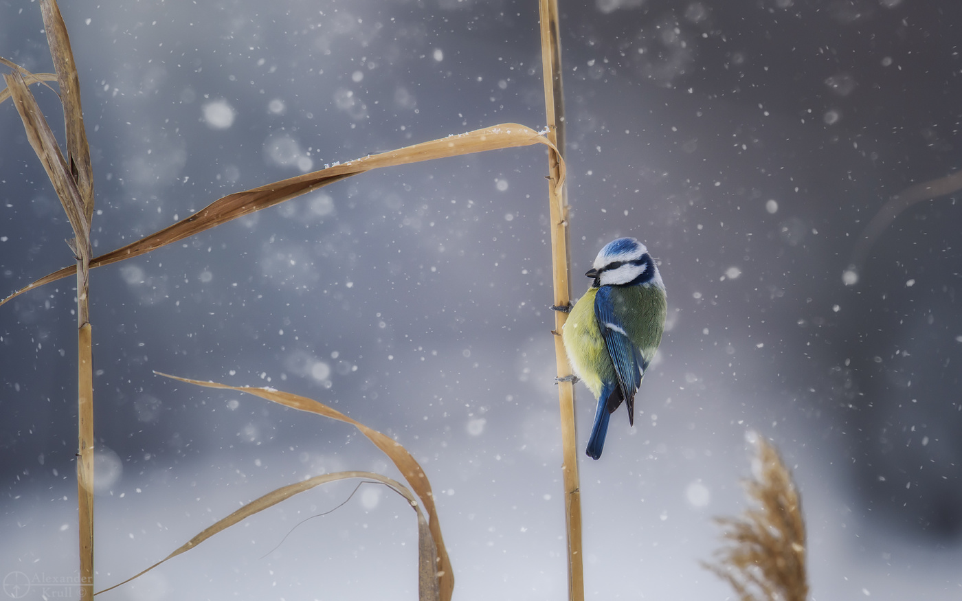 Зимняя синичка...