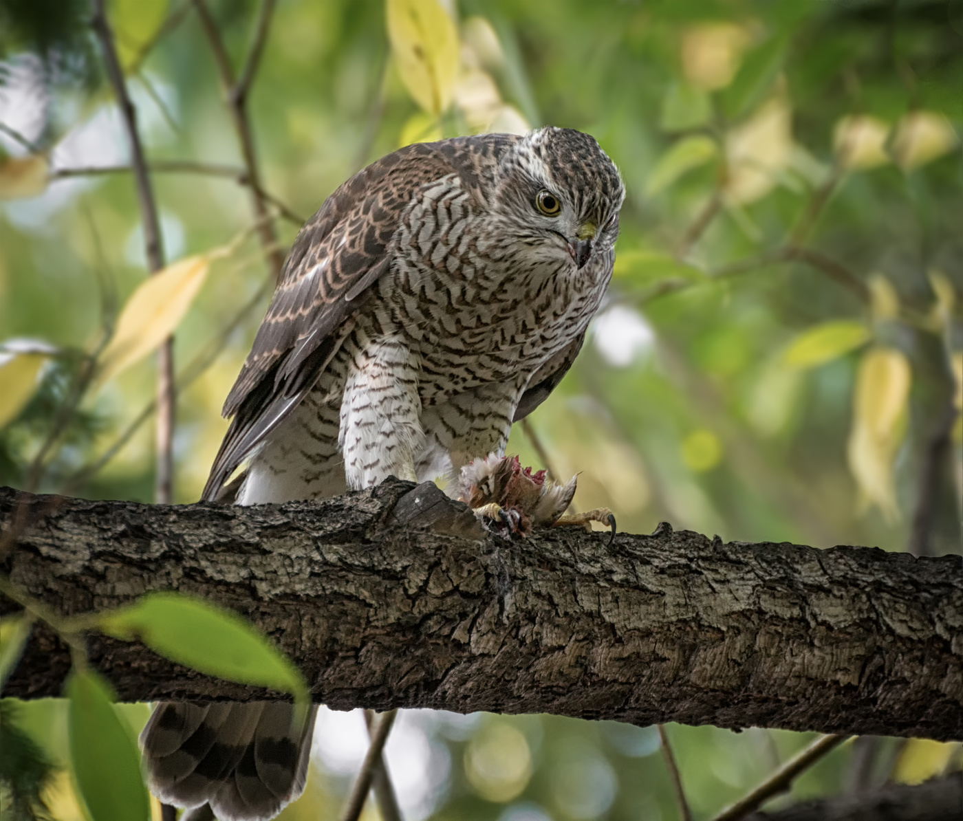 охотник с добычей.