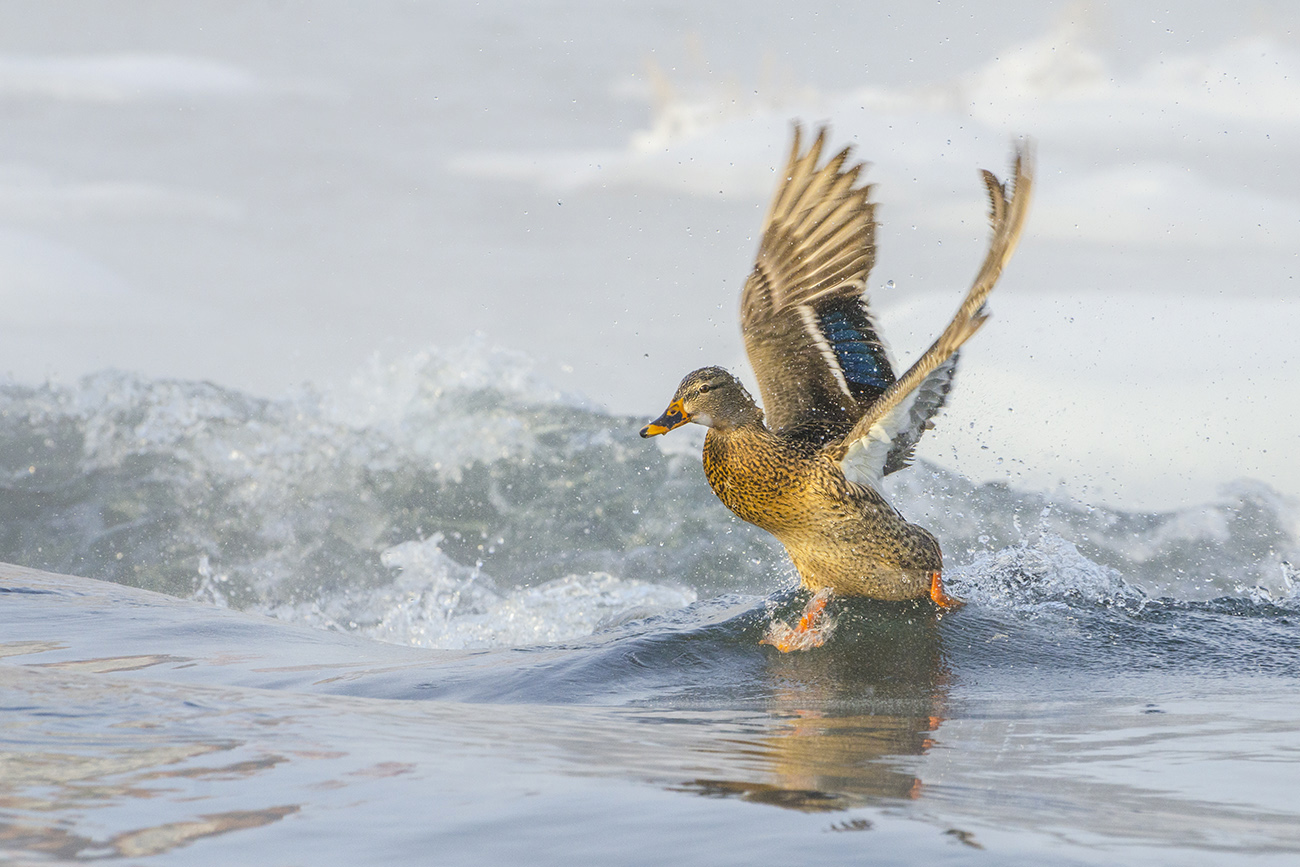 По воде, аки посуху...