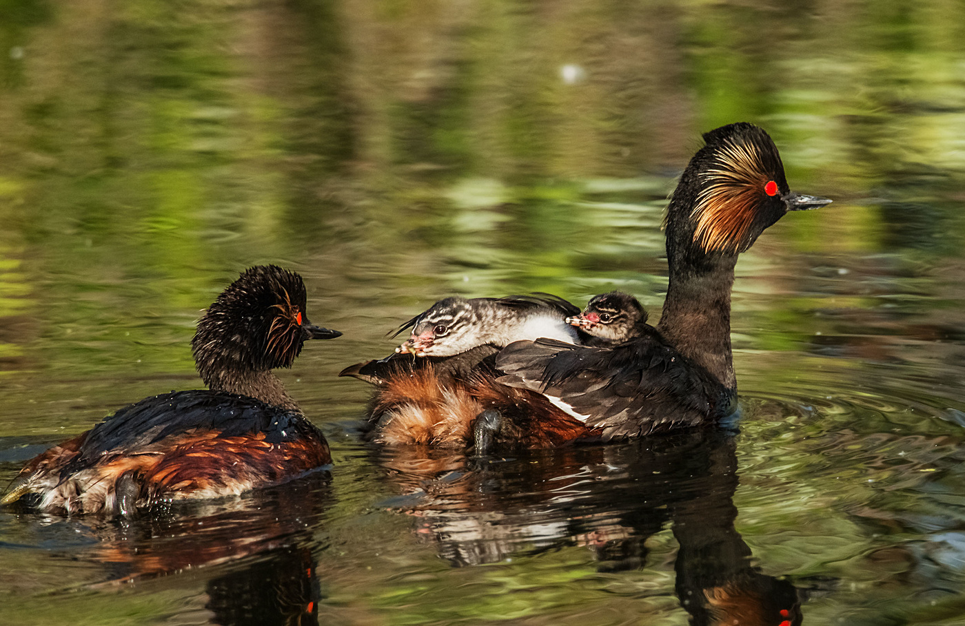 семья черношейных поганок
