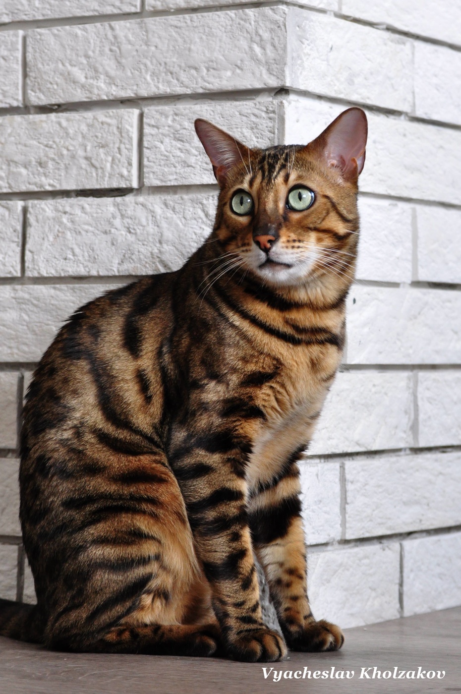 Кошка Тойгер