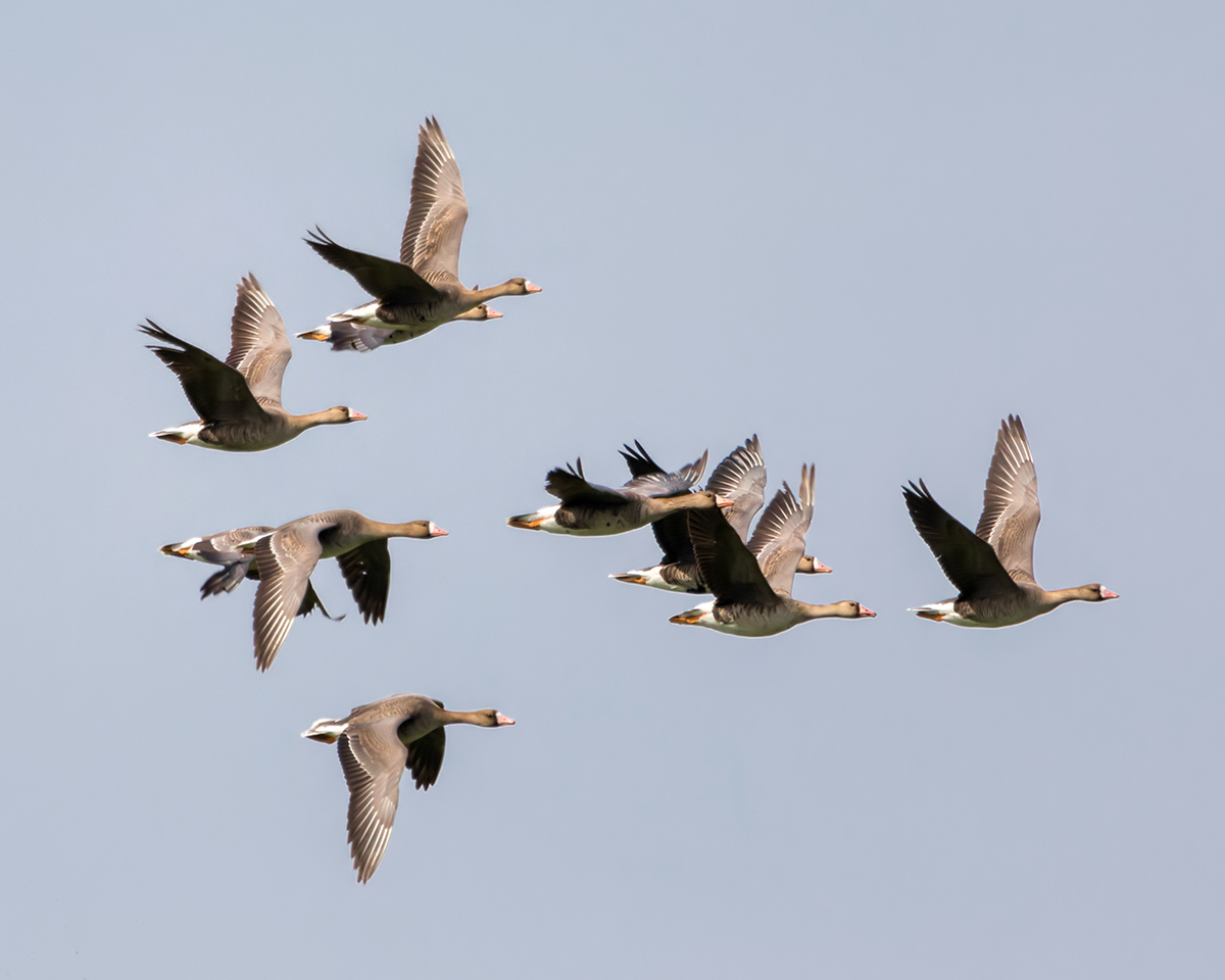 Летят белолобые гуси