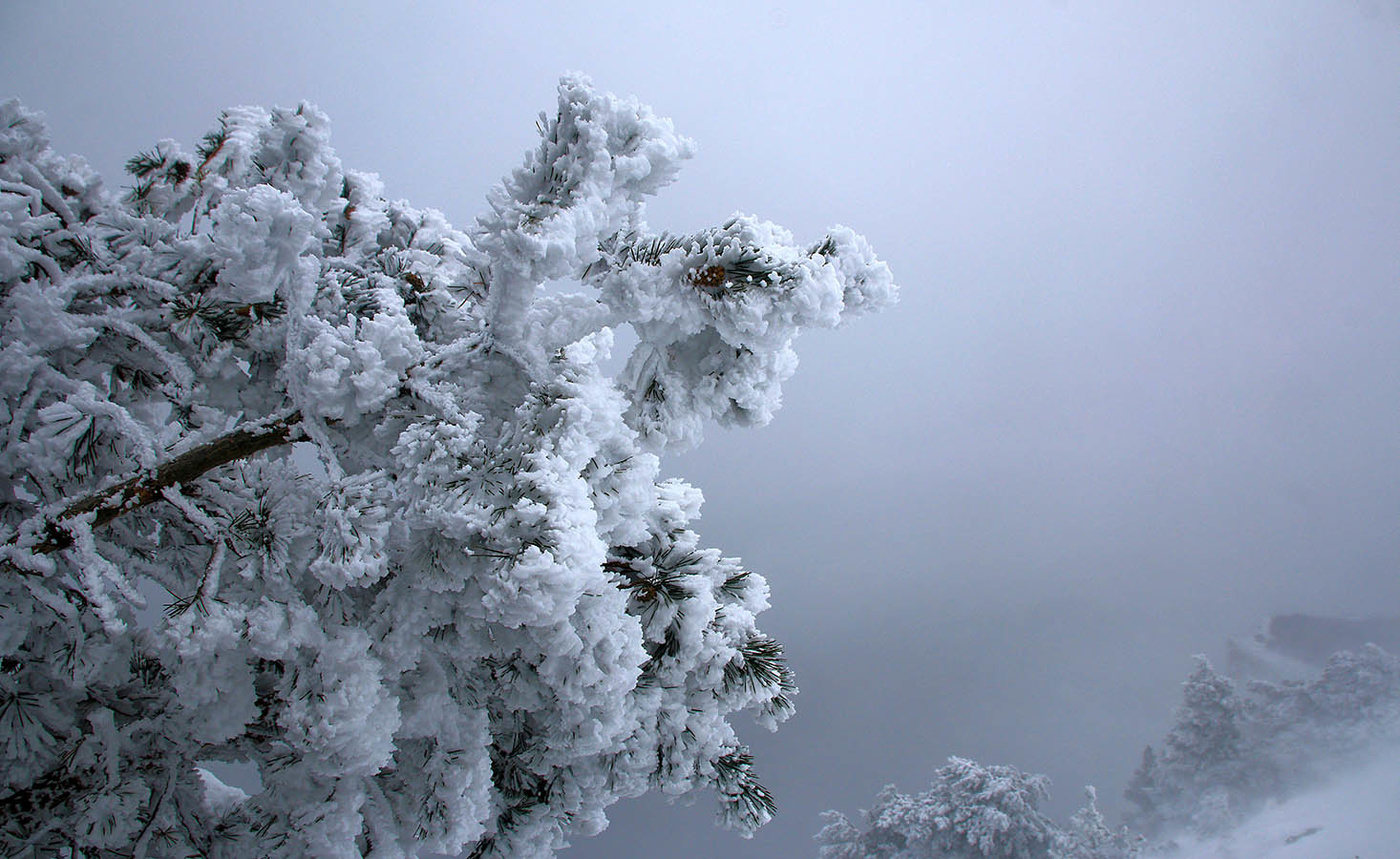 Январская сосна