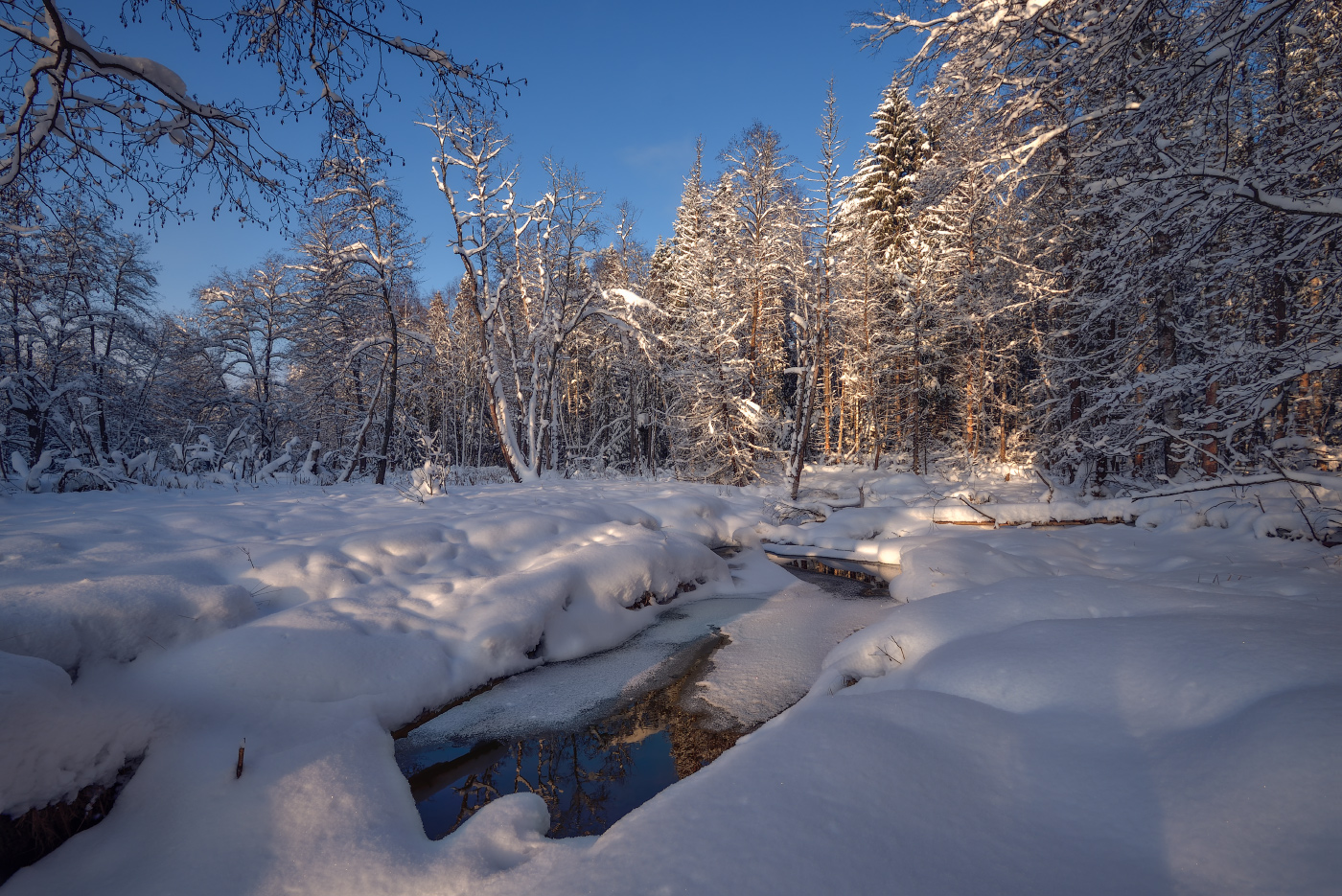 в зимнем лесу