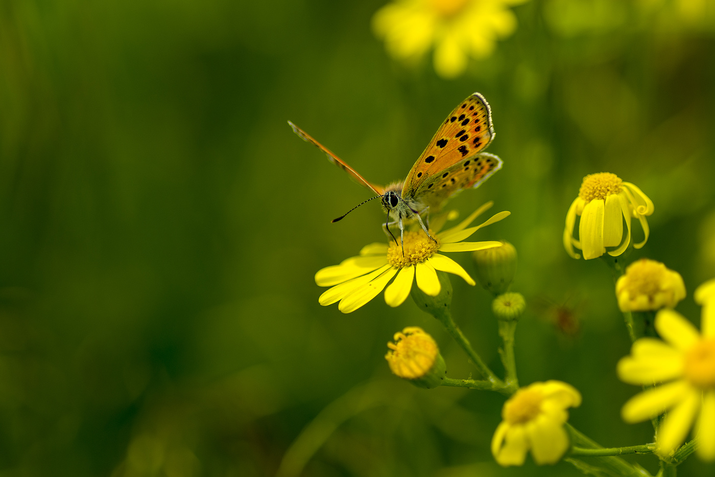 Червонец серебристый