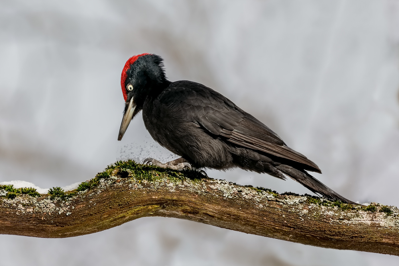 Чёрный дятел.