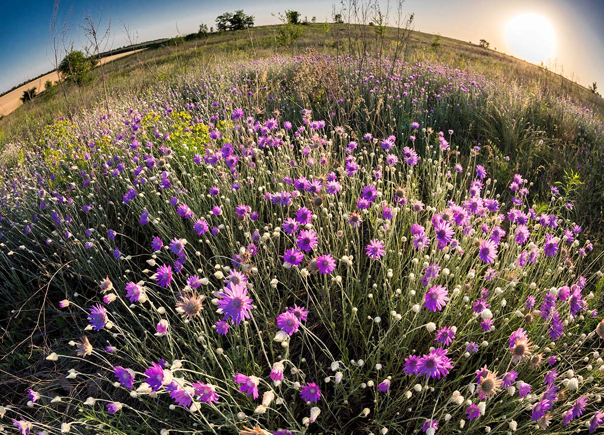 Сиреневое лето