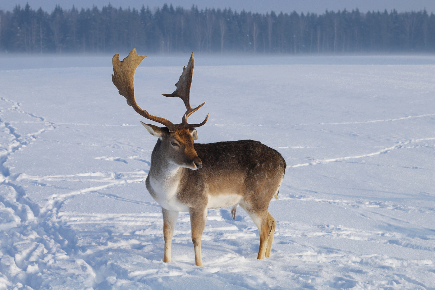 Лань европейская.
