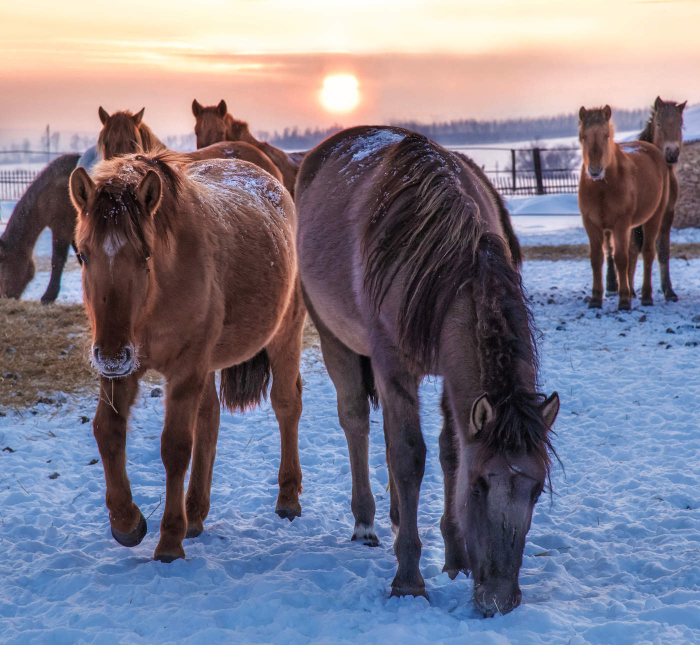 На закате в колхозе "Рассвет"