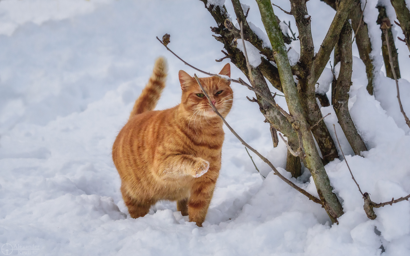 Хорррошая веточка...