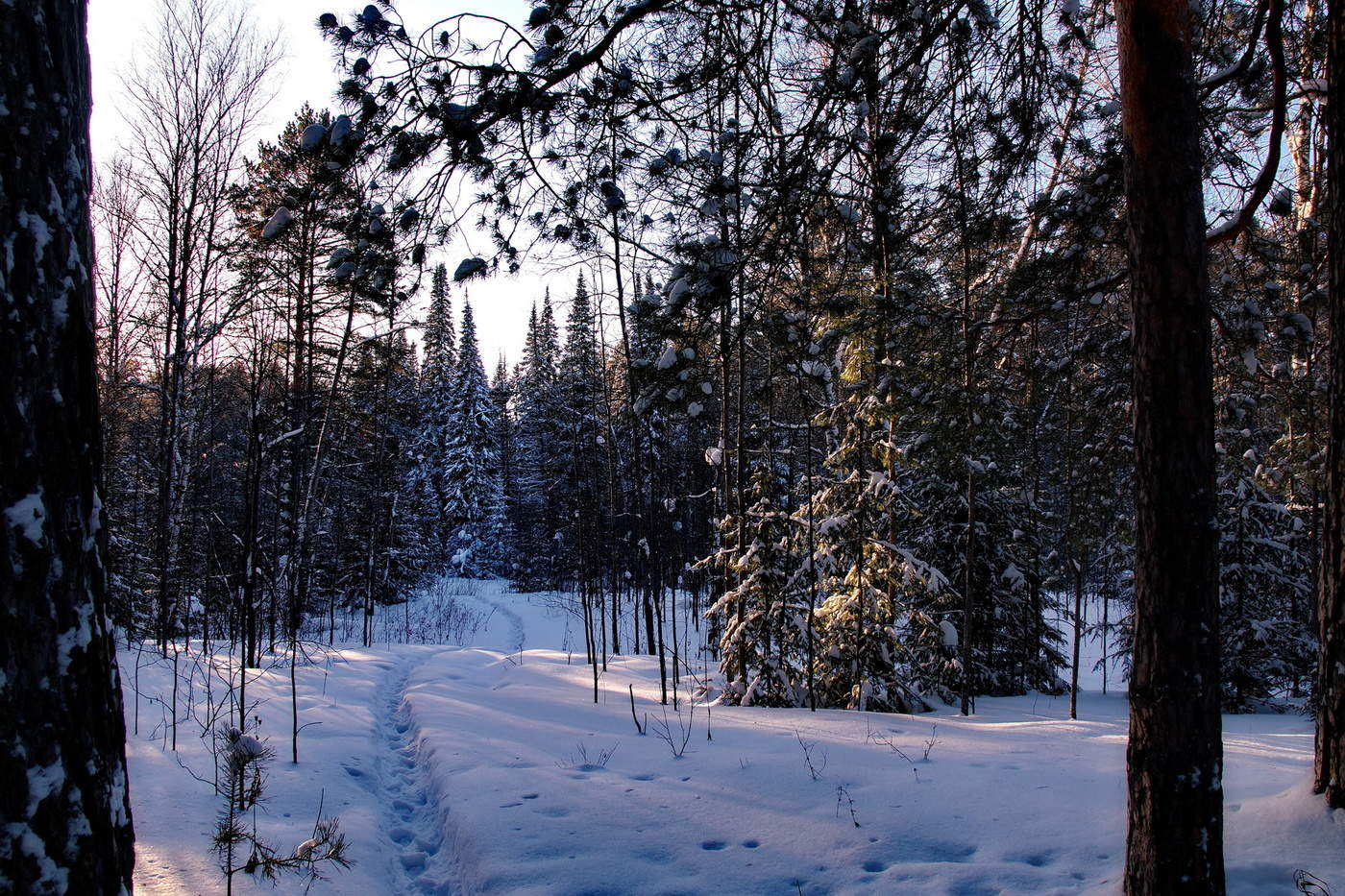 Лесная глушь.