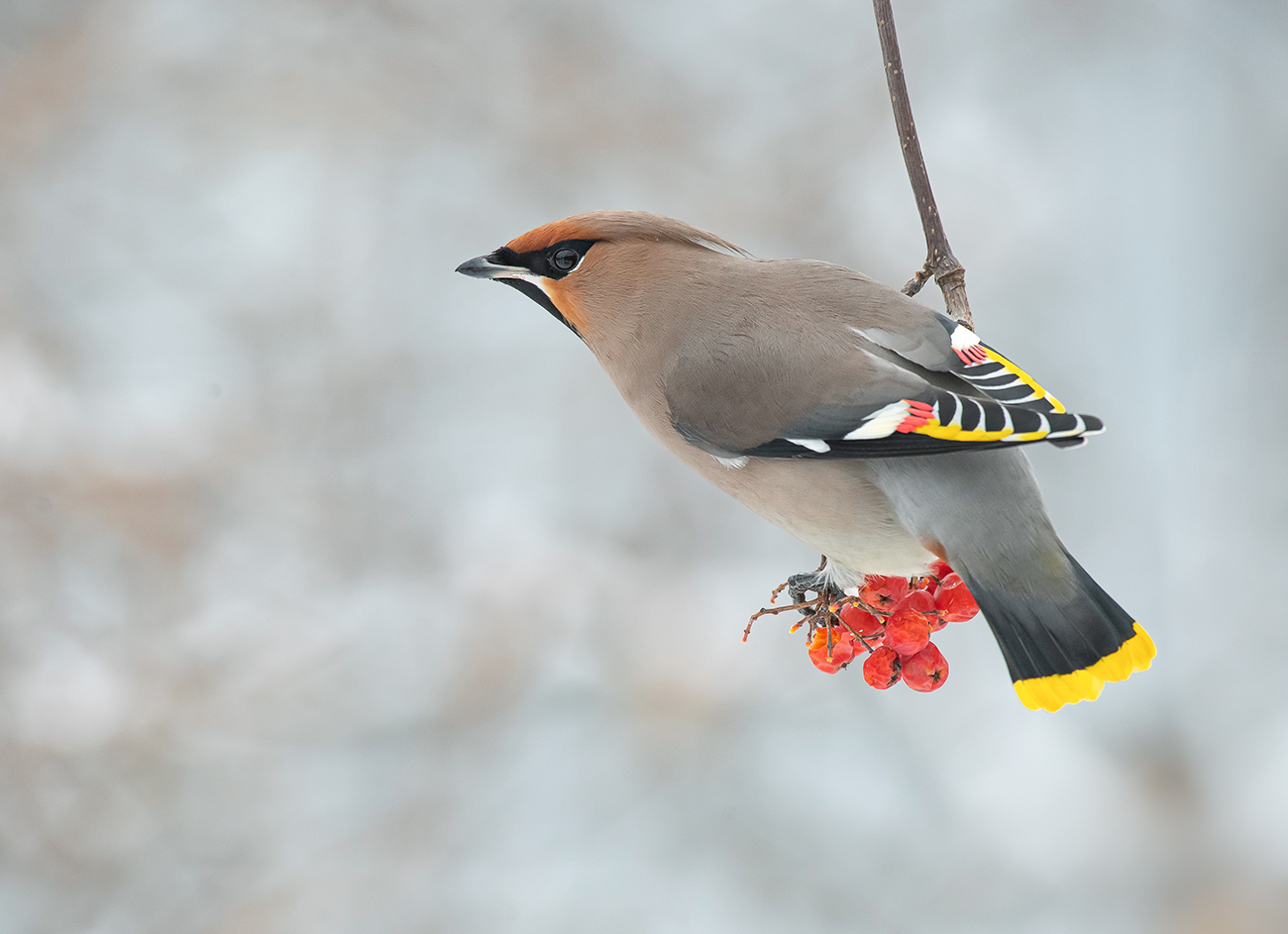 Свиристель