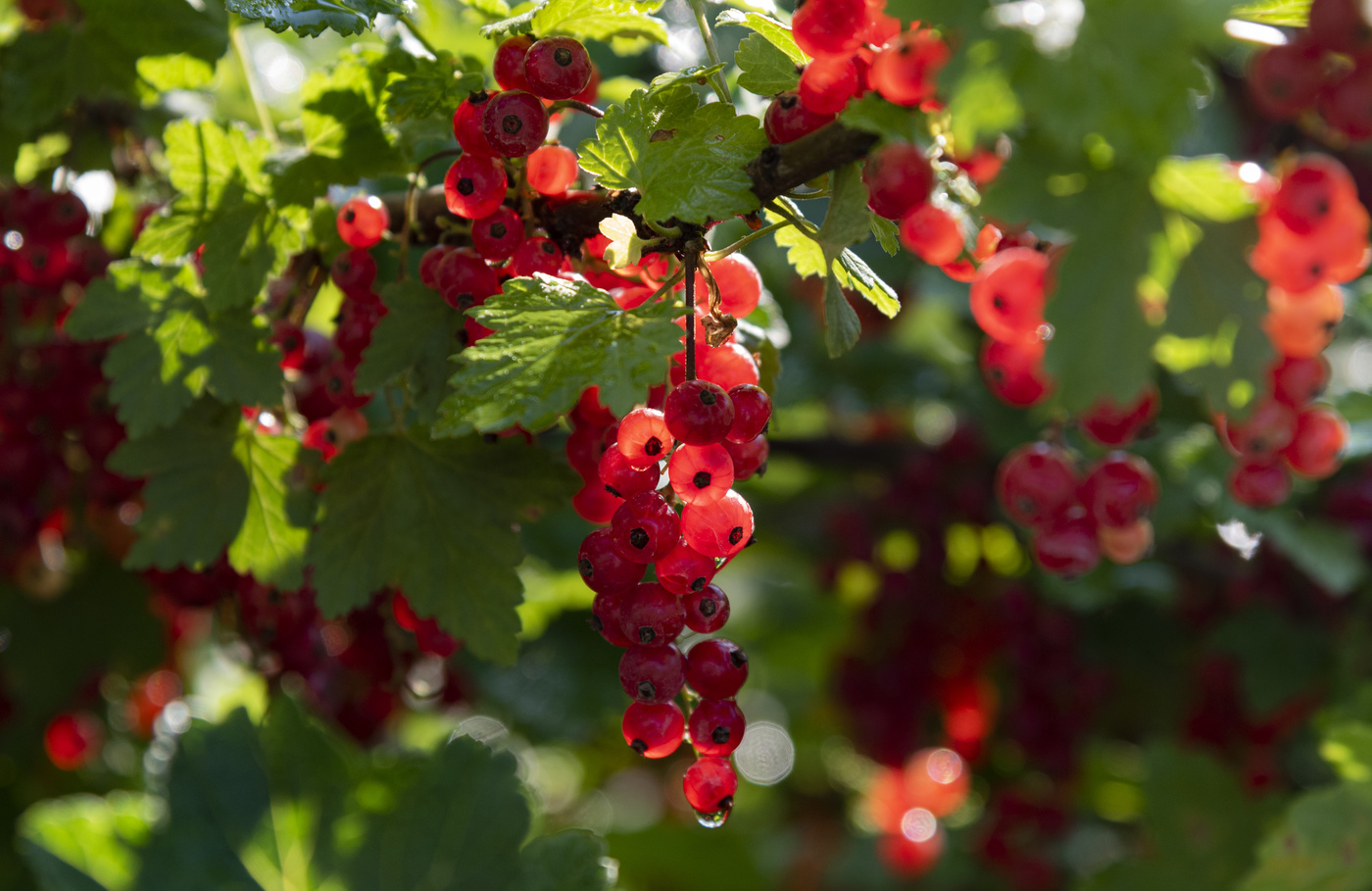 Смородиновое настроение