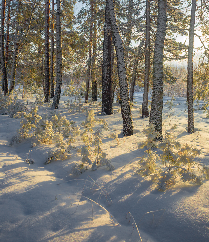 О маленьких и больших морозным утром